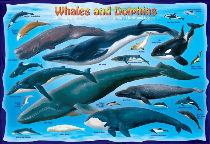 Baleines et Dauphins (100 pièces)
