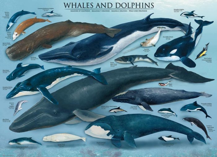 Baleines et Dauphins 1000 pièces