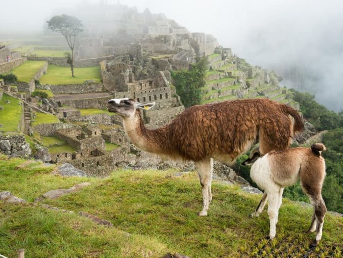 Boire du Lama au Machu Picchu 200 Pieces