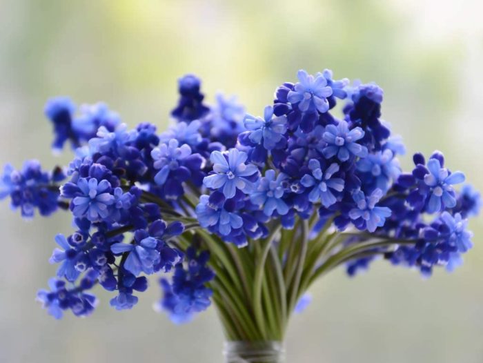 Bouquet de fleurs bleues (200 pièces)
