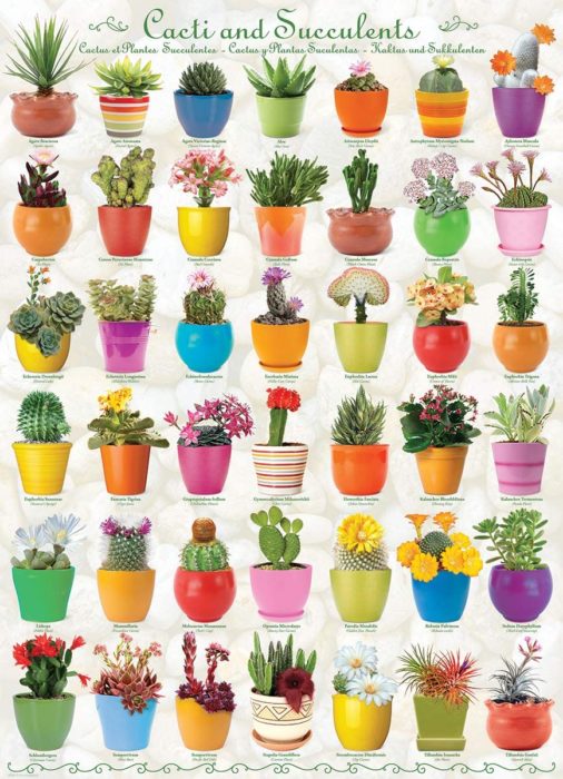 Cactus et succulentes (1000 pièces)