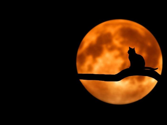 Chat Devant la Lune dans la Nuit 1000 Pieces
