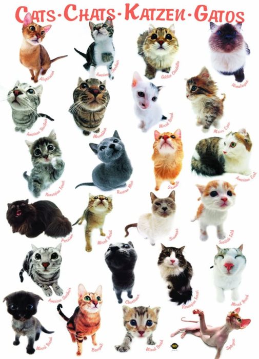Chats et chatons - Liste de 85 puzzles 