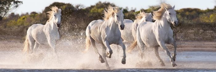 Puzzle 1500 pièces : Chevaux Dans La Forêt - Nathan - Rue des Puzzles