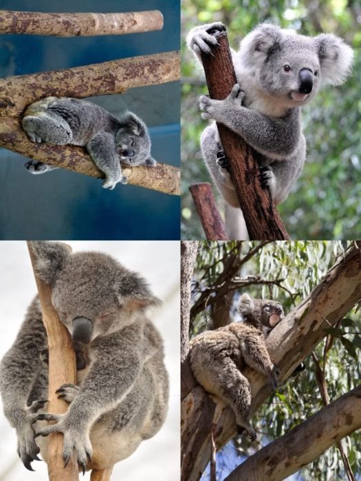 Collage Koala 1000 Pieces 1