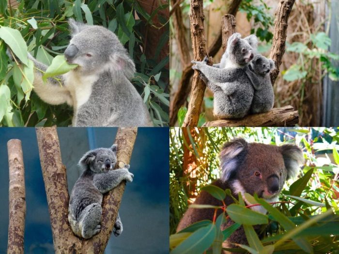 Collage Koala 1000 Pieces