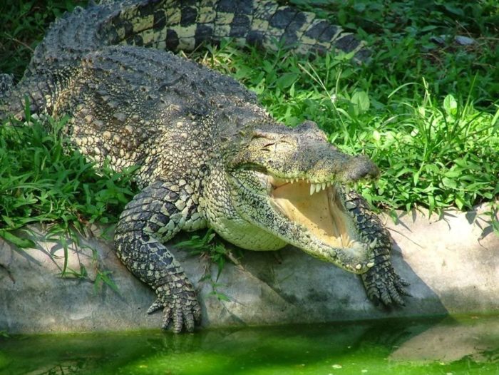 Crocodile 100 Pieces