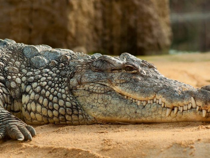 Crocodile Nil Crocodile 100 Pieces