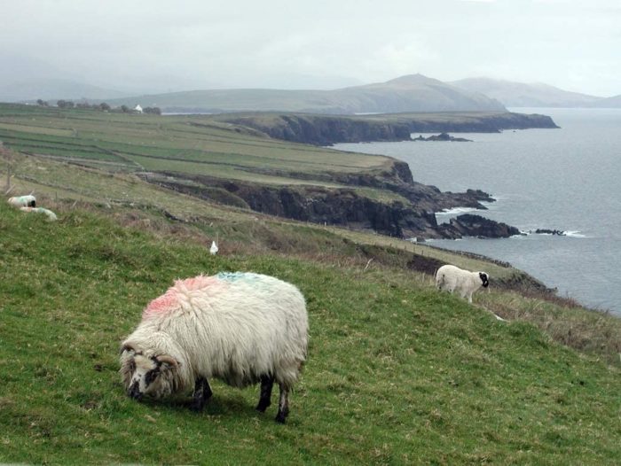 Côte Mouton, Irlande 1000 Pieces