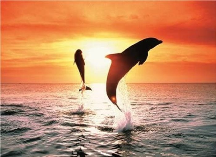 Tableau Puzzle Monté NATHAN - Dauphins Et Coucher De Soleil 100x70 Cm