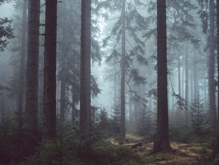 Forêt dans le brouillard (1000 pièces)
