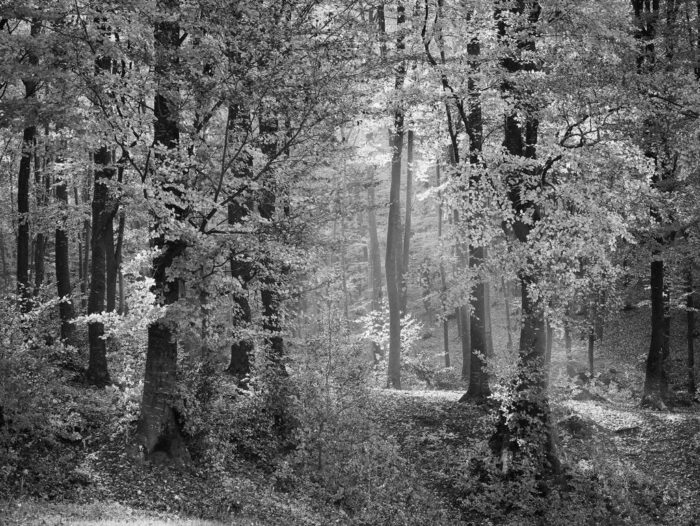 Forêt en noir et blanc (500 pièces)
