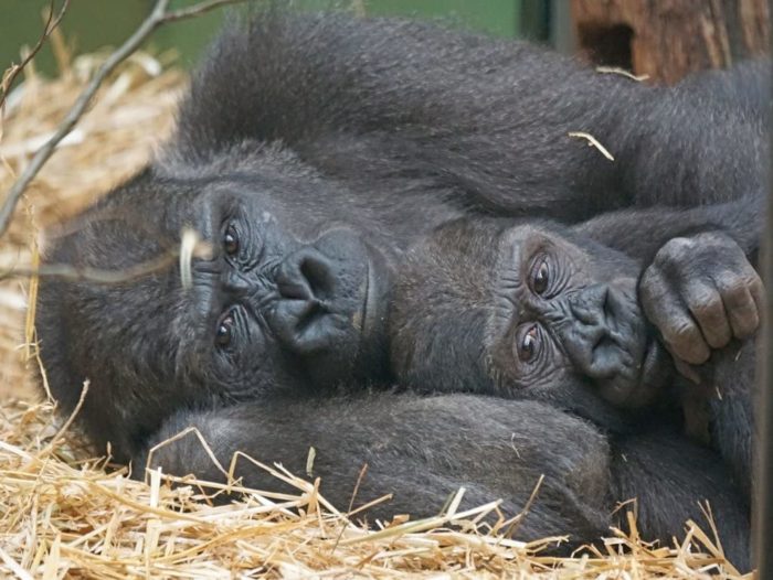 Gorille couple 1000 Pieces