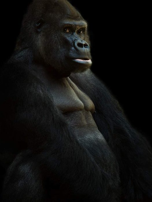 Gorille portrait 1000 Pieces