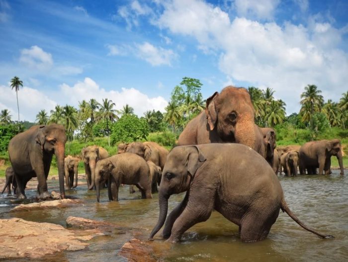 Groupe d'éléphants dans la rivière 100 Pieces