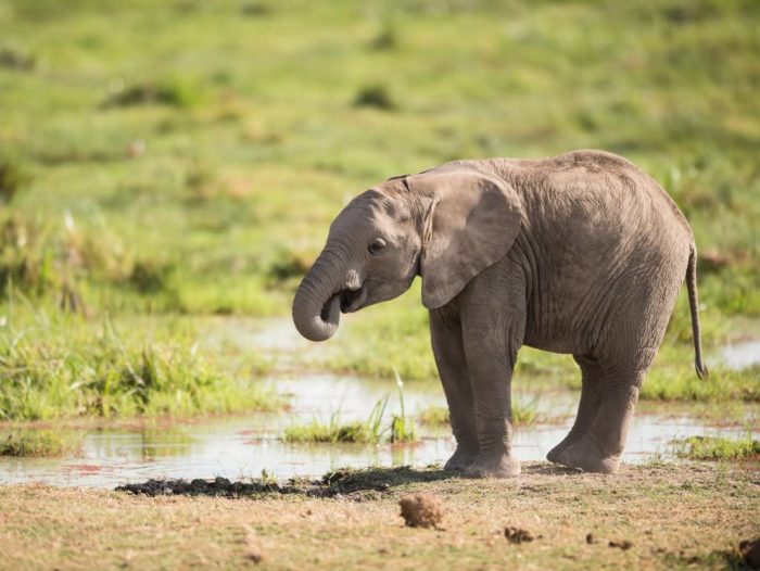 Jeune éléphant d'Afrique 500 Pieces
