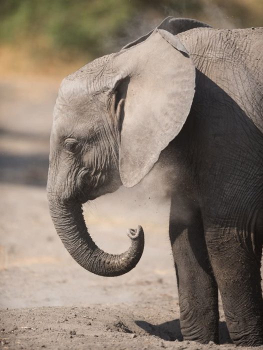 Jeune éléphant dans Le Parc National du Serengeti 1000 Pieces