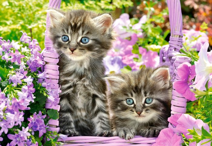 Kittens in Summer Garden - 1000 pièces