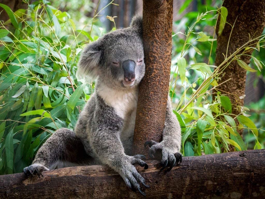 Lais Puzzle 1000 Pezzi Koala Australia - Paesaggio Australiano, Gioiello Per Adulti E Ragazzi, Passatempo Creativo