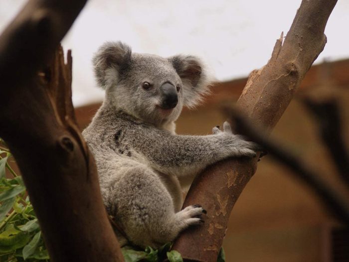 Koala 1000 Pieces 2