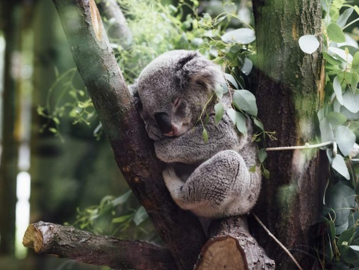 Koala 1000 Pieces 3