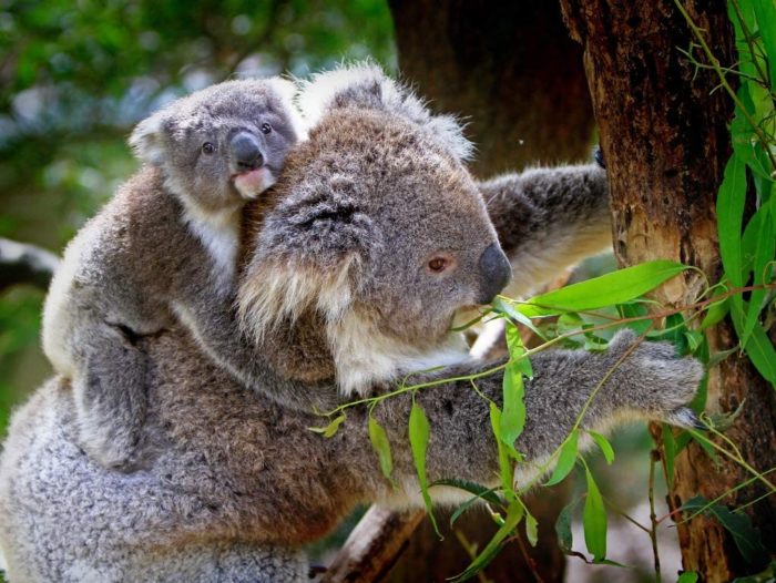 Koala 1000 Pieces