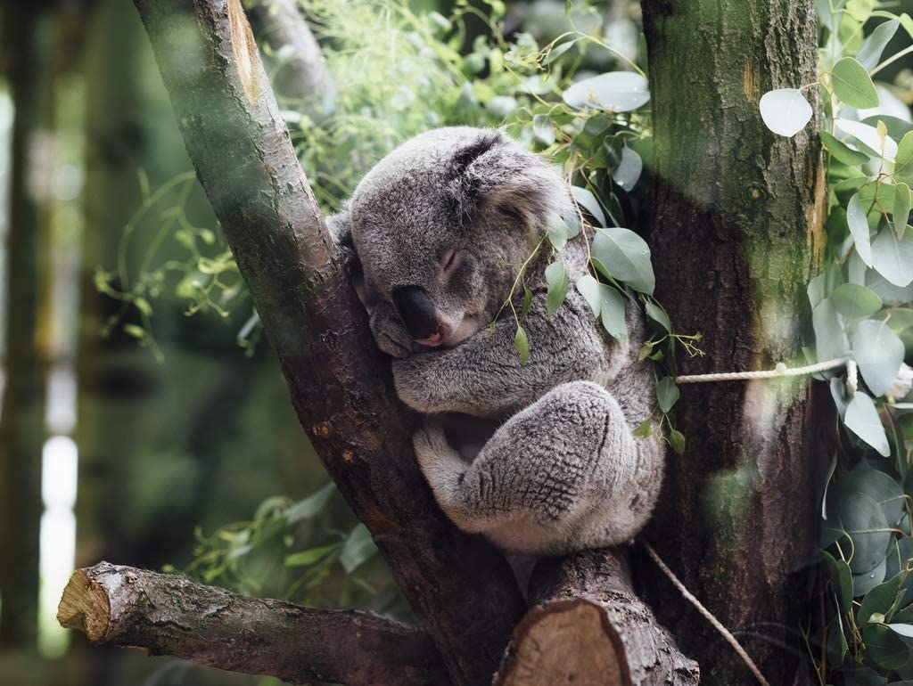 Koalas - Liste de 37 puzzles - Puuzzle.fr