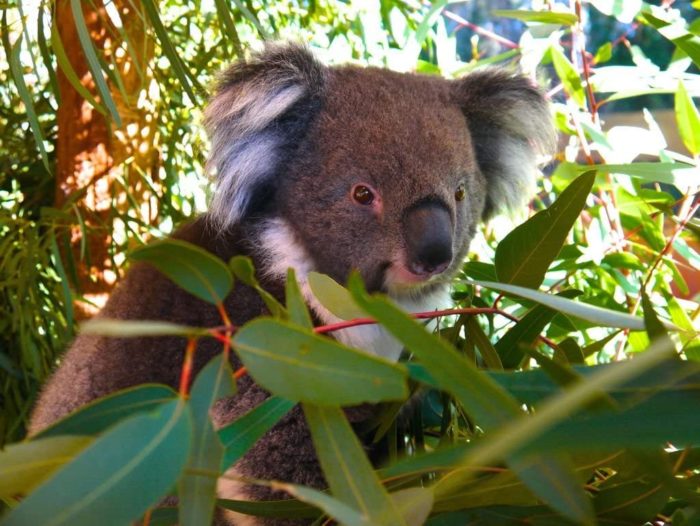 Koala Australie 100 Pieces 1
