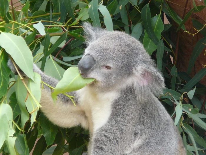 Koala Australie 100 Pieces