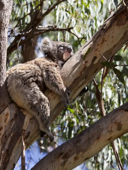 Koala Australie 1000 Pieces 2