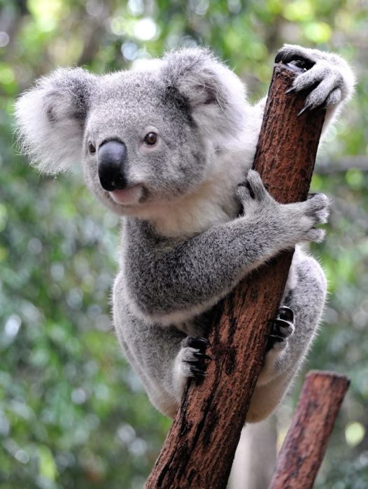 Koala Australie 1000 Pieces 3
