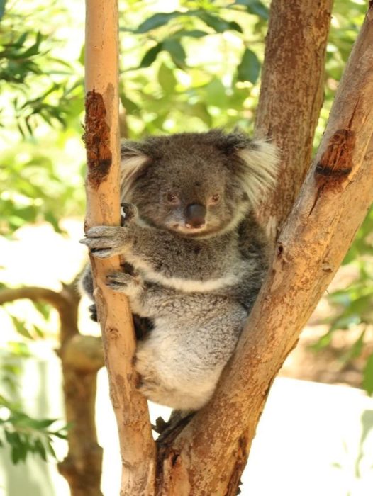 Koala Australie 1000 Pieces 4
