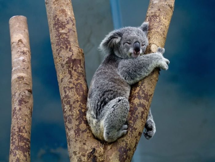 Koala Australie 1000 Pieces