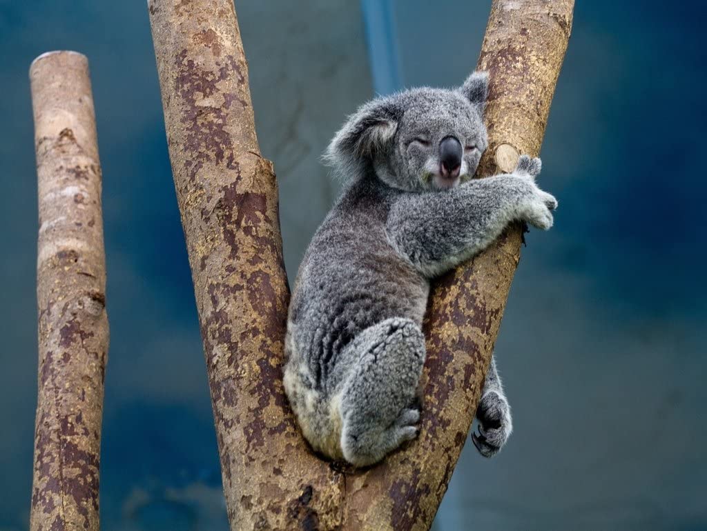 Lais Puzzle Koala Australie 1000 pièces