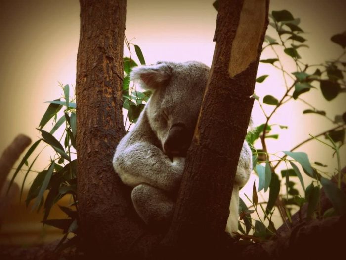 Koala Australie 200 Pieces