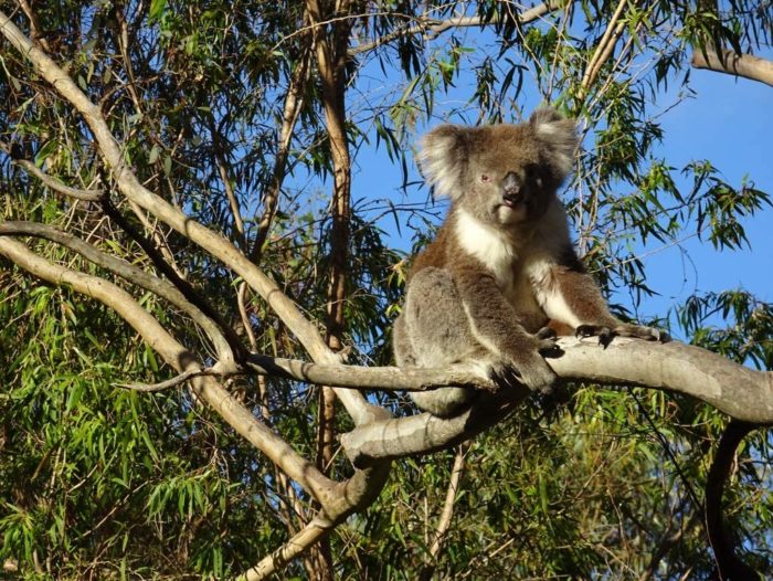 Koala Port Lincoln Australie 100 Pieces
