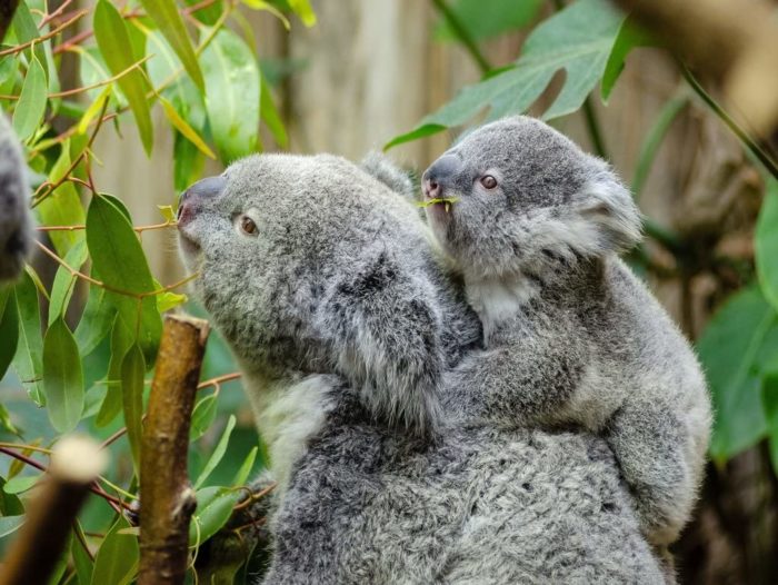 Koala avec bébé 100 Pieces