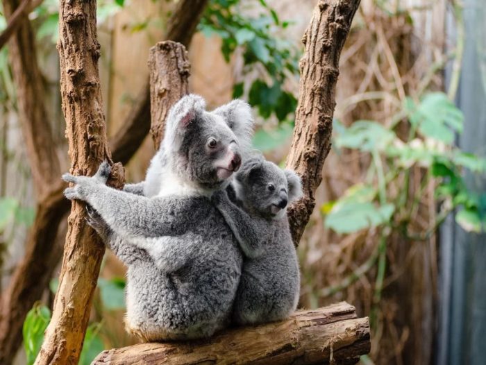 Koala avec bébé 1000 Pieces