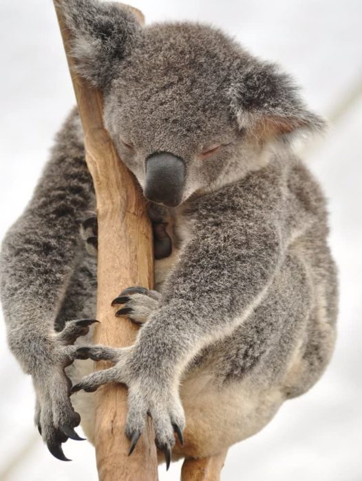 Koala endormi 100 Pieces