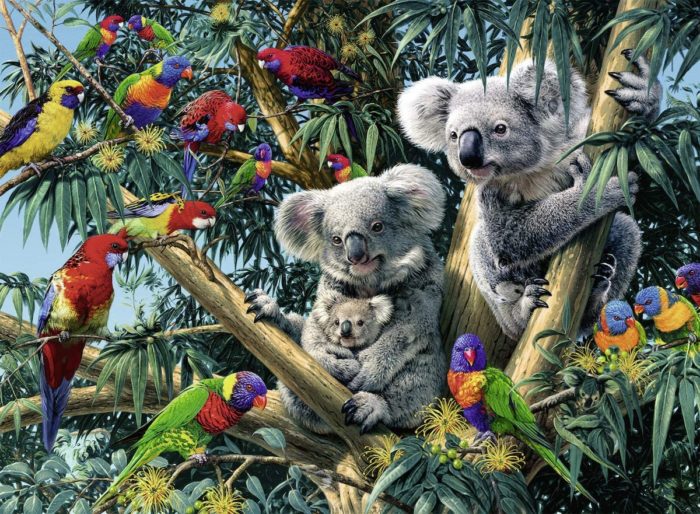 Koalas dans l'arbre 500 pièces
