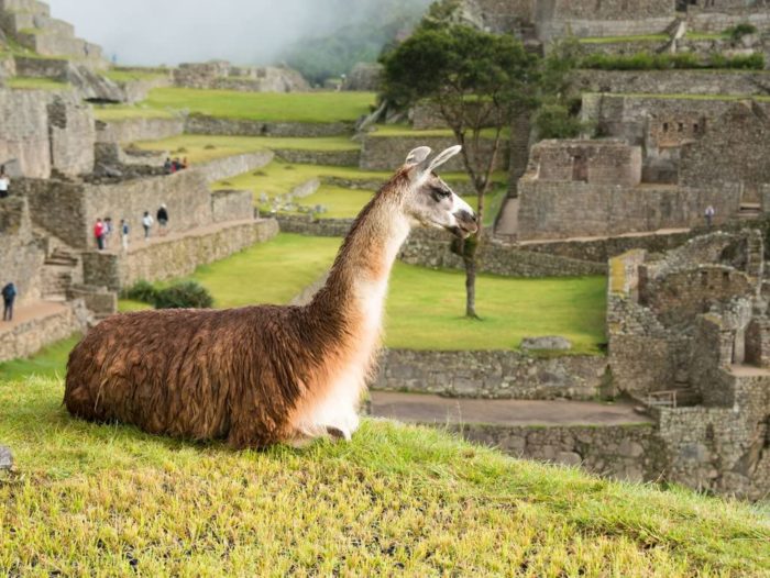 Lama à Machu Picchu 500 Pieces