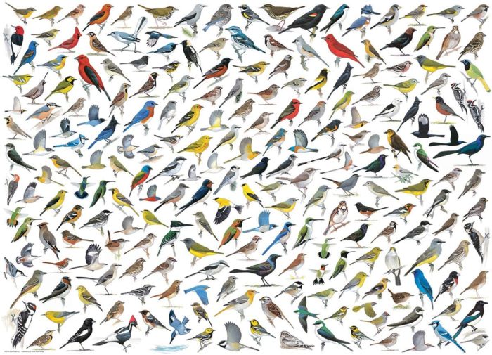 Le Monde des Oiseaux par David Sibley 1000 pièces