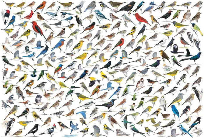 Le Monde des Oiseaux par David Sibley 2000 pièces