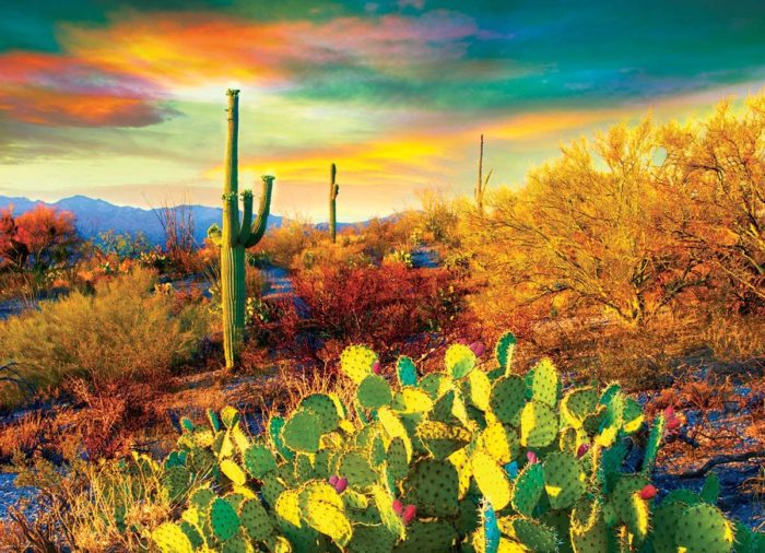 Le désert de Sonora en Arizona (1000 pièces)