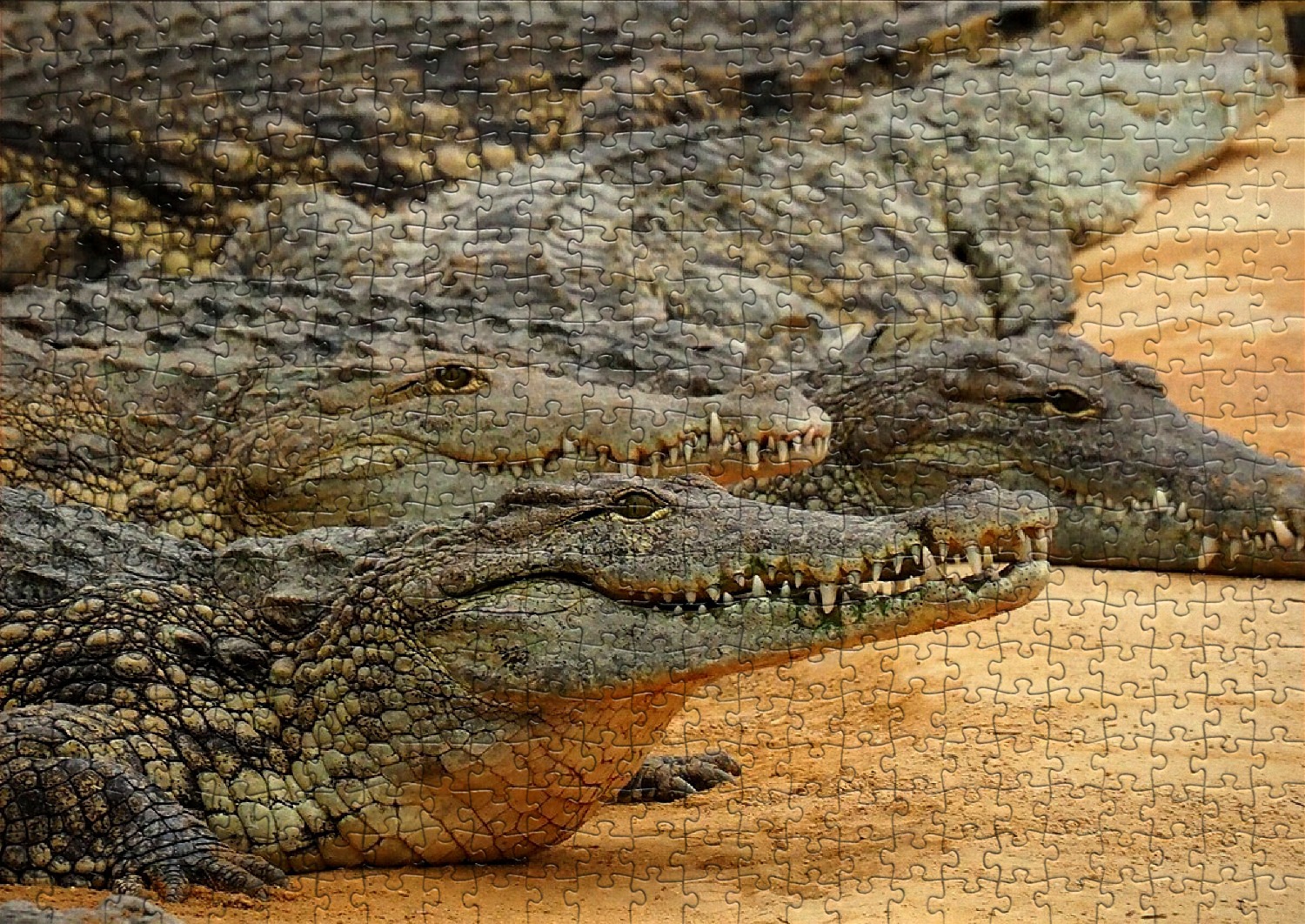 Les crocodiles en puzzles