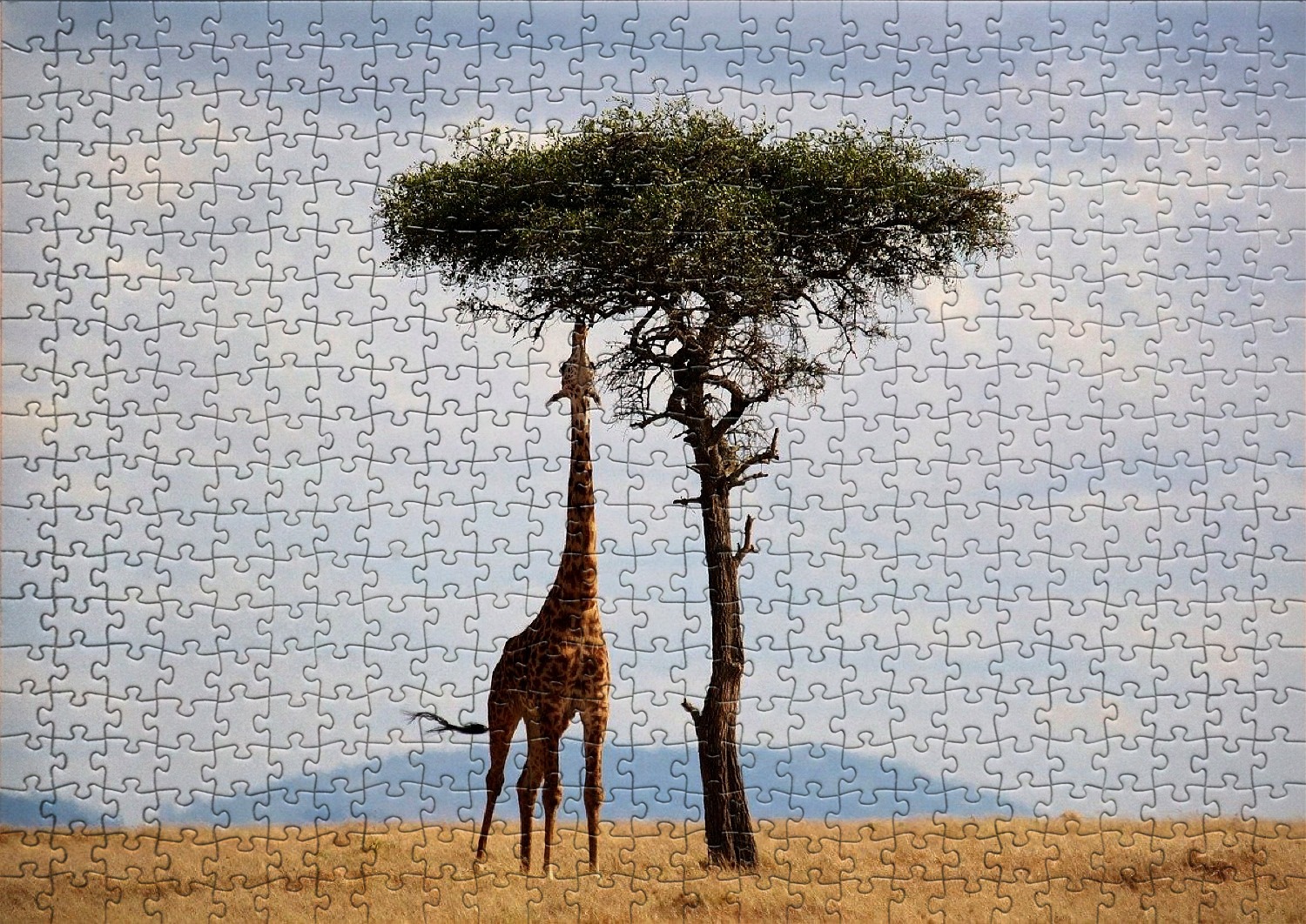 Les girafes en puzzles