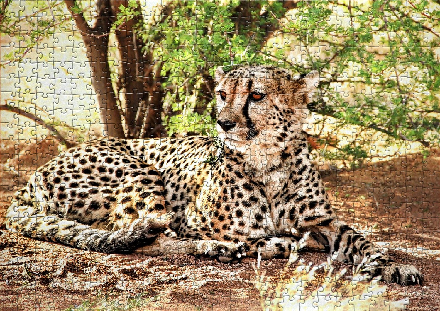 Puzzle 1000 pièces avec poster Djeco guépard léopard enfant ado adulte