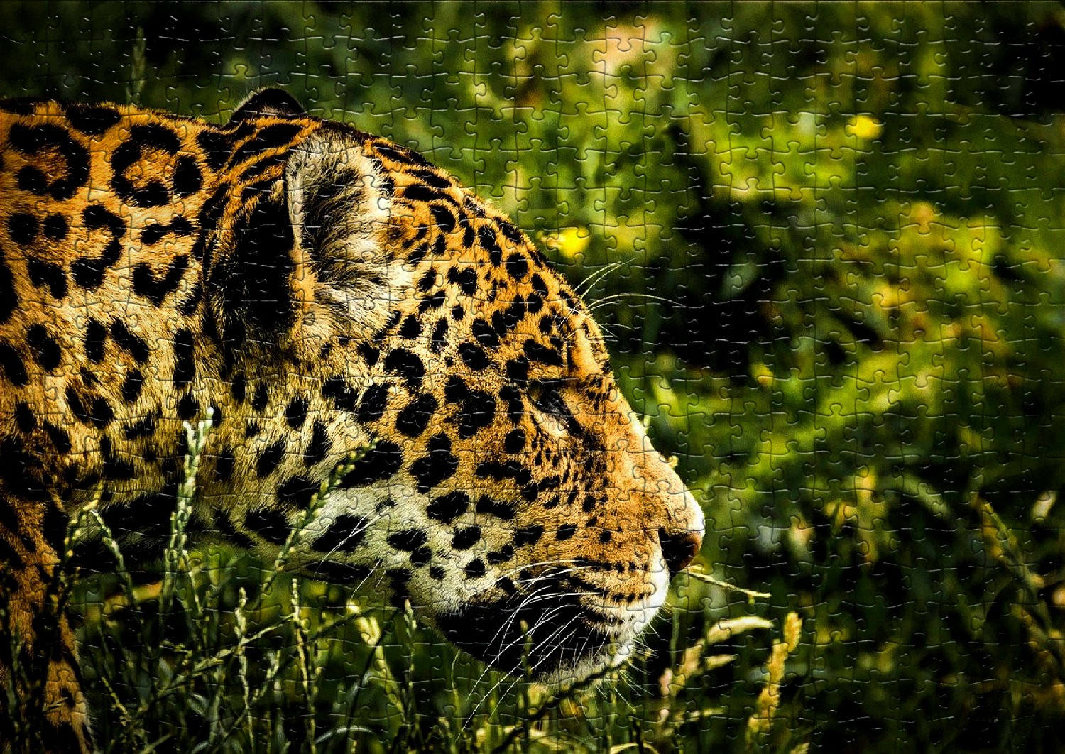 Les jaguars en puzzles