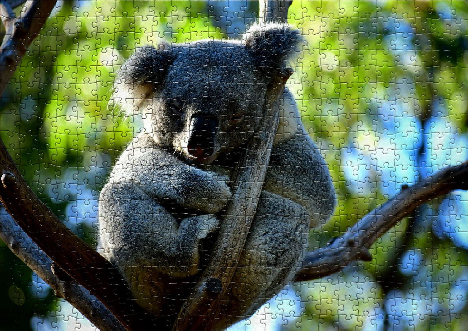Les koalas en puzzles