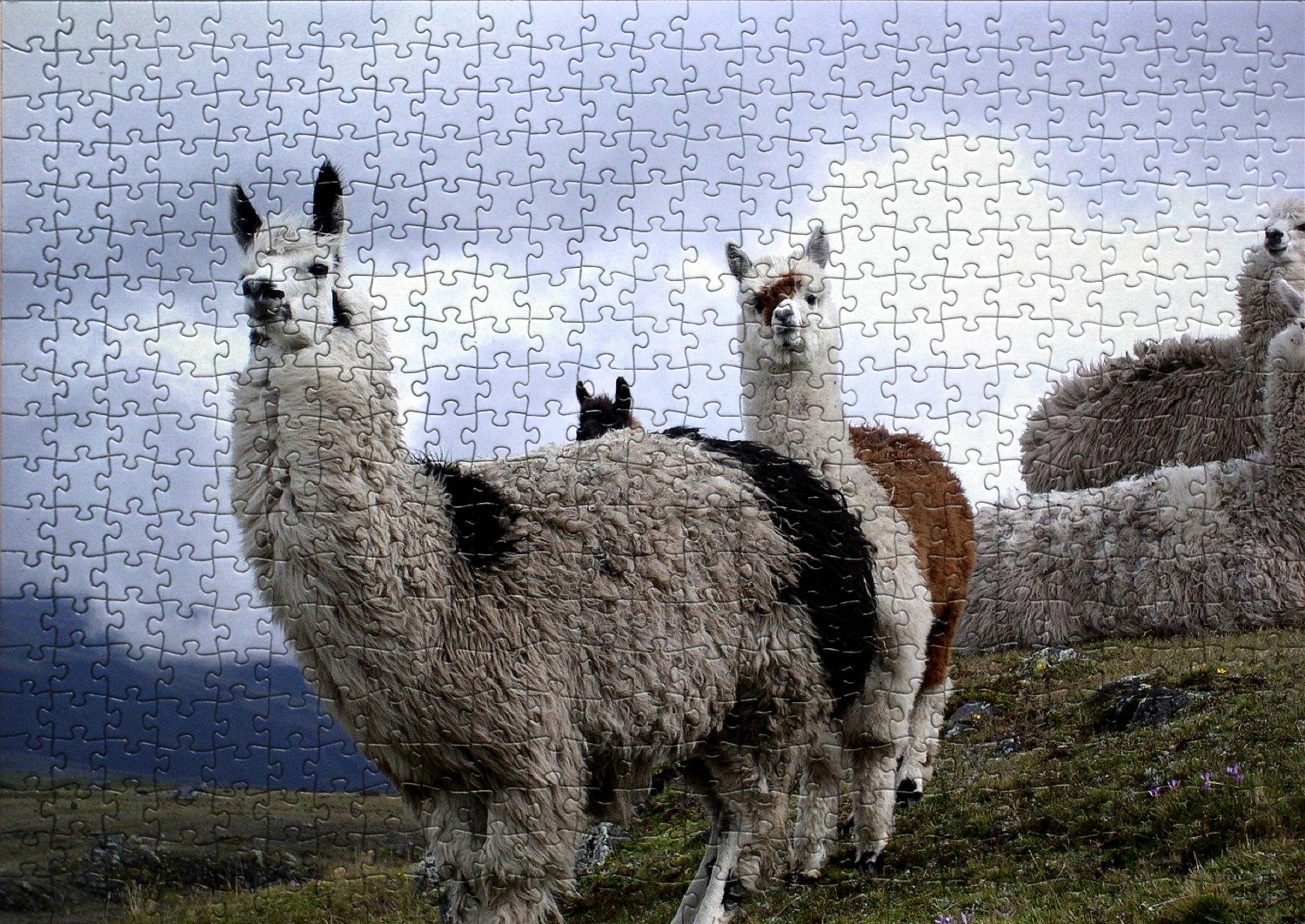 Les lamas en puzzles
